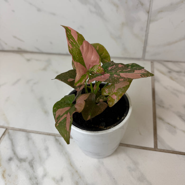 Syngonium Pink Splash, 4" Plant