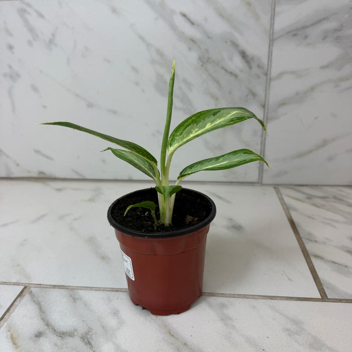 Aglaonema White Rain, 4" Plant