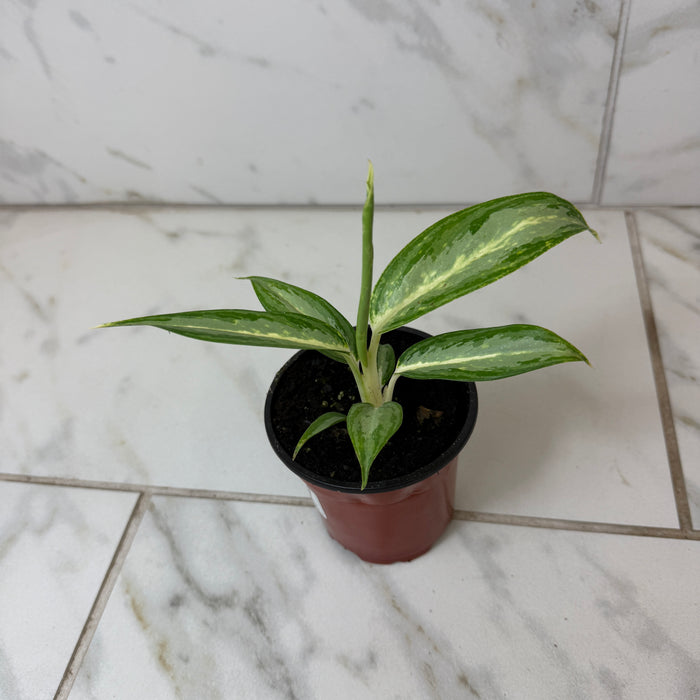 Aglaonema White Rain, 4" Plant