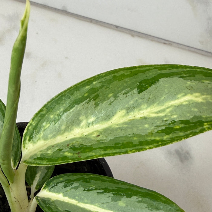 Aglaonema White Rain, 4" Plant