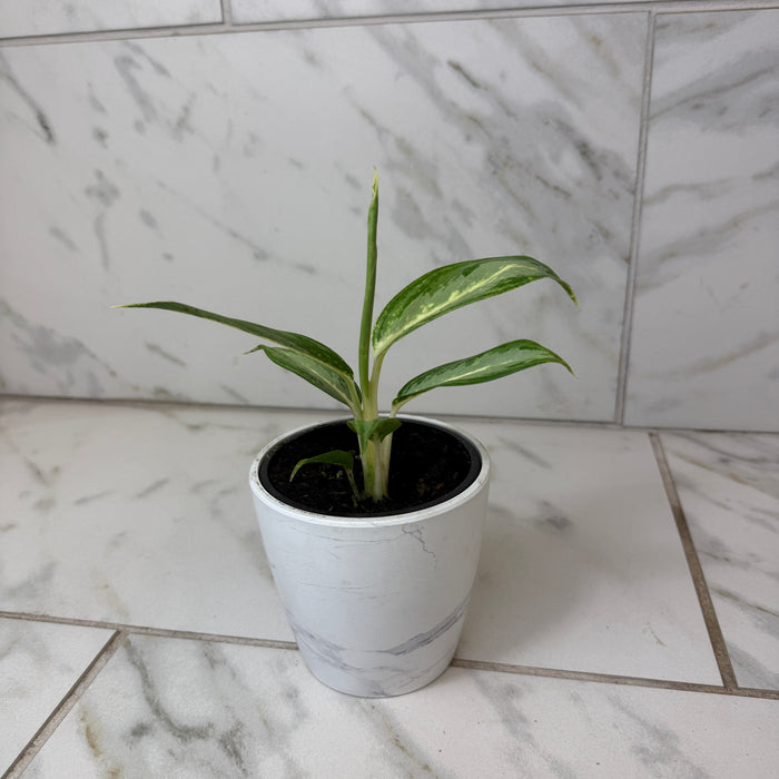 Aglaonema White Rain, 4" Plant
