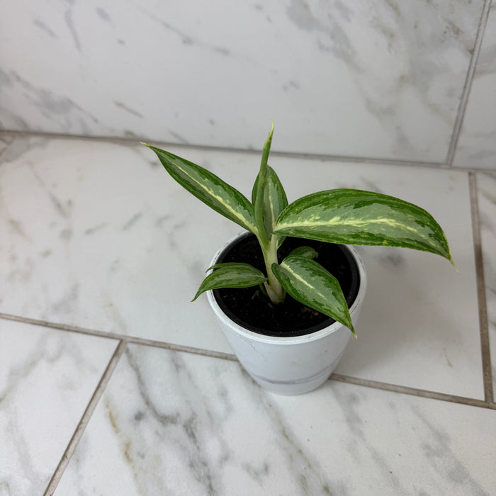 Aglaonema White Rain, 4" Plant
