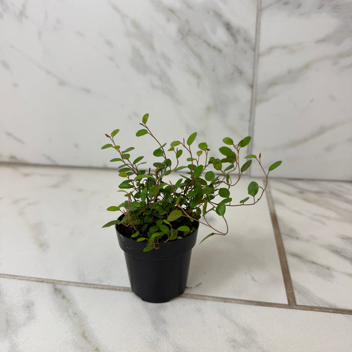 Muehlenbeckia Maidenhair Vine, 2" Plant