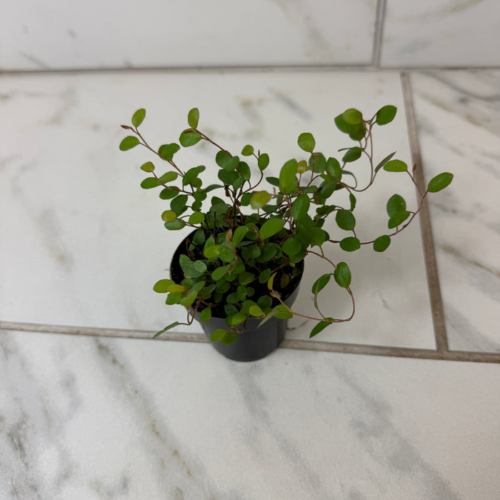 Muehlenbeckia Maidenhair Vine, 2" Plant