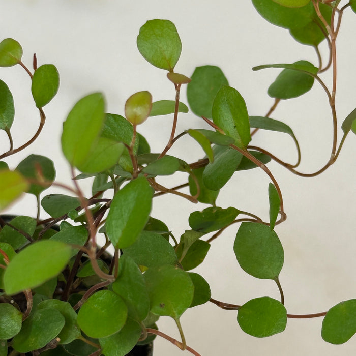 Muehlenbeckia Maidenhair Vine, 2" Plant