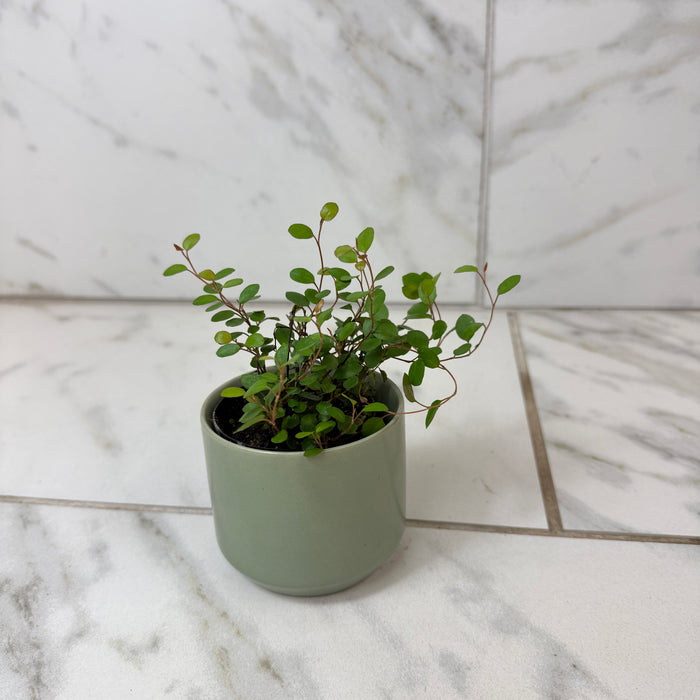 Muehlenbeckia Maidenhair Vine, 2" Plant
