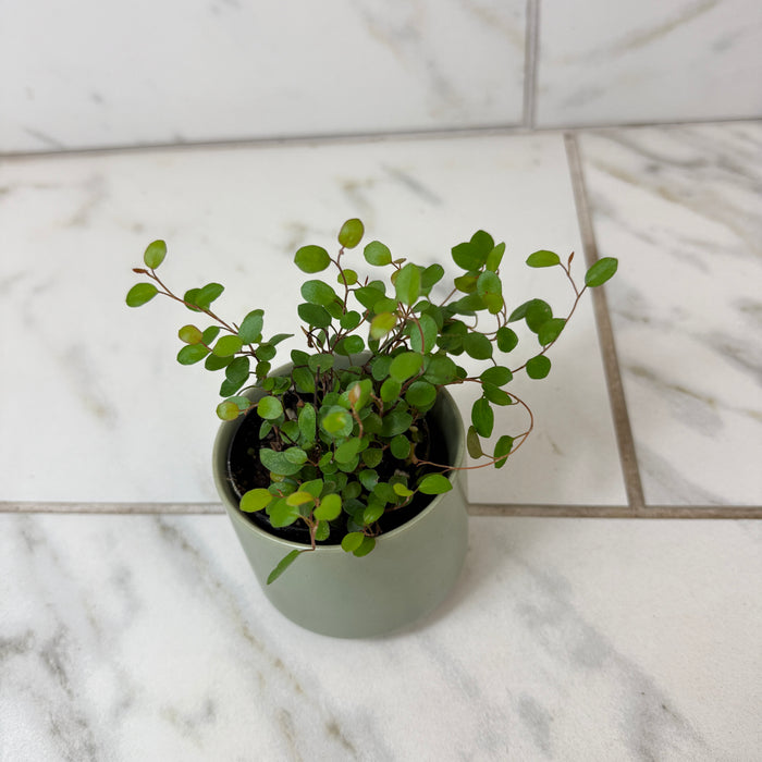 Muehlenbeckia Maidenhair Vine, 2" Plant