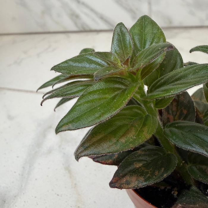 Columnea Paradise, 2" Plant