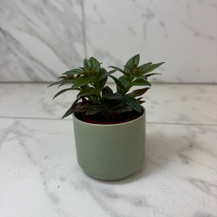 Columnea Paradise, 2" Plant