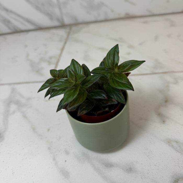 Columnea Paradise, 2" Plant