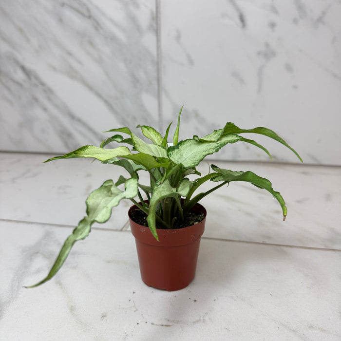 Syngonium Silver Fox, 2" Plant