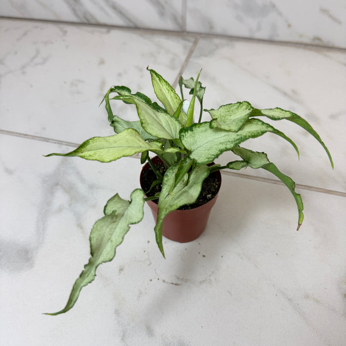 Syngonium Silver Fox, 2" Plant