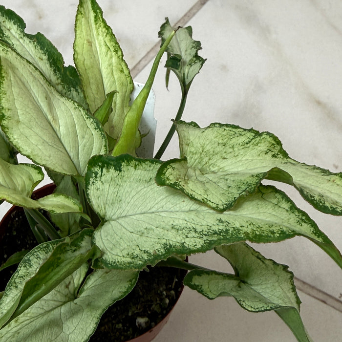 Syngonium Silver Fox, 2" Plant