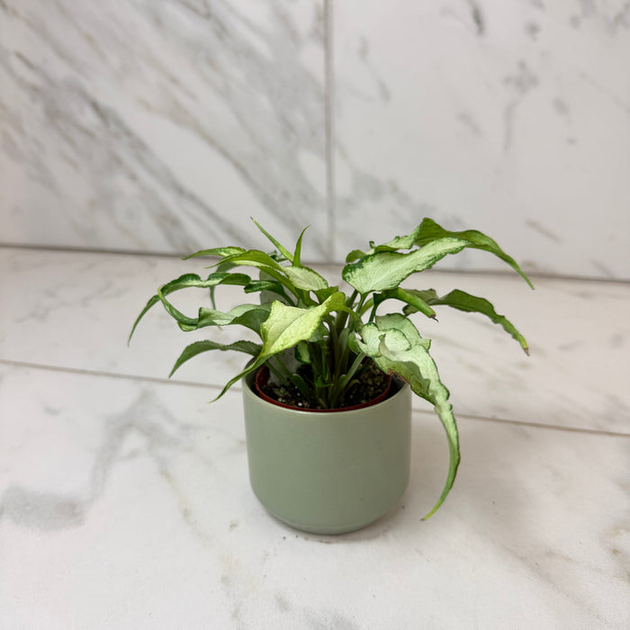 Syngonium Silver Fox, 2" Plant