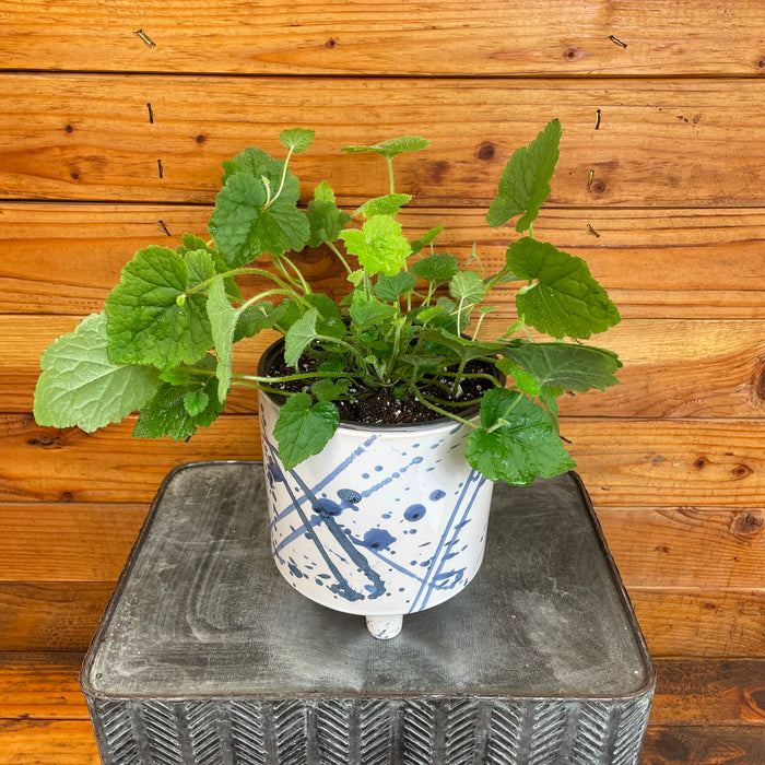 Tolmiea Piggyback Plant, 6" Plant