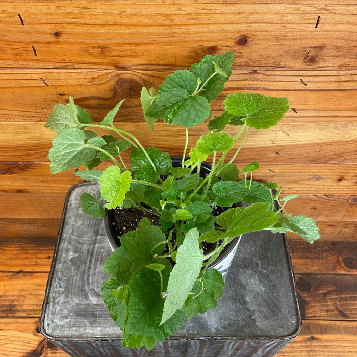 Tolmiea Piggyback Plant, 6" Plant