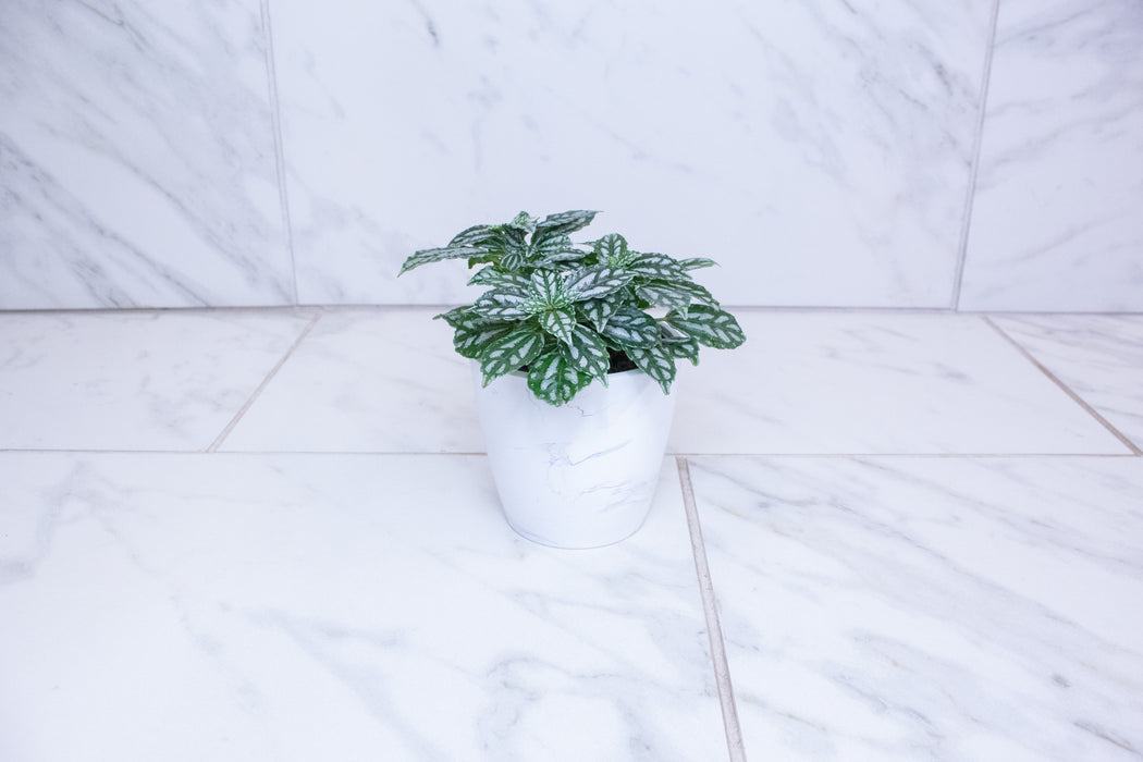 Pilea Cadierei Aluminium, 4" Plant