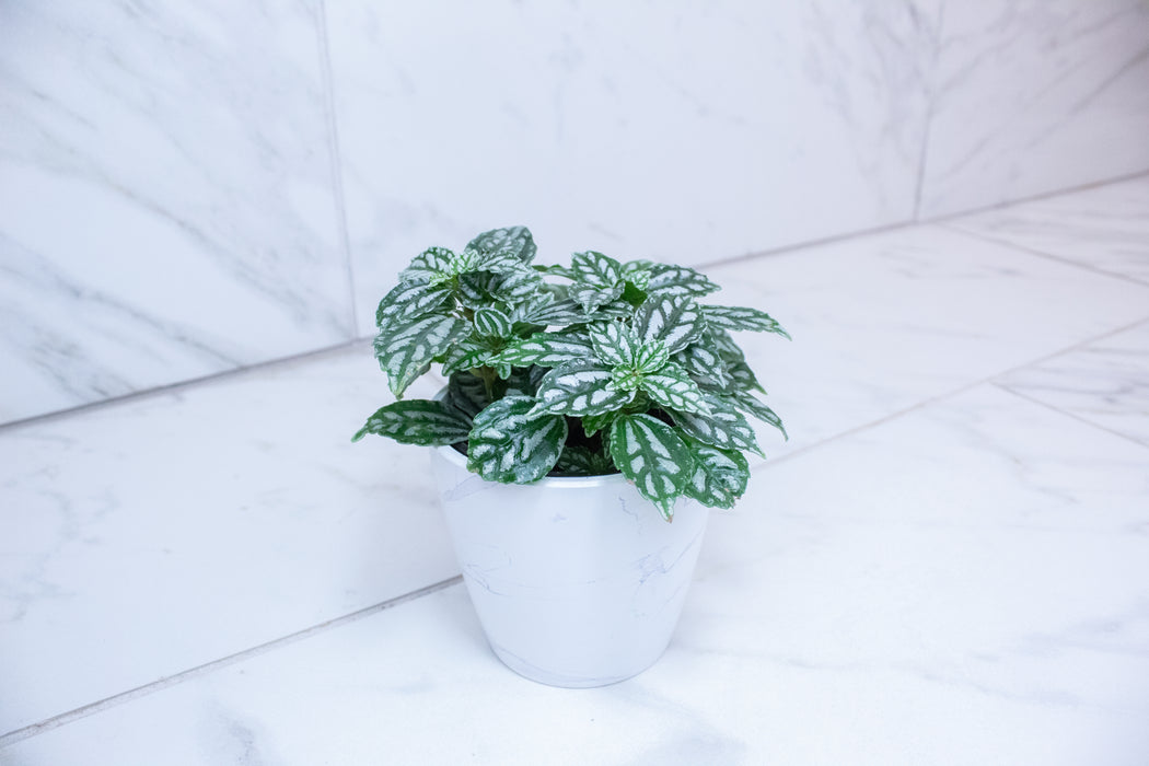 Pilea Cadierei Aluminium, 4" Plant