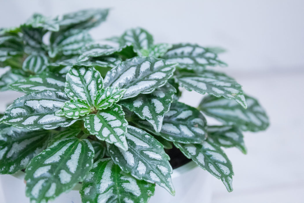 Pilea Cadierei Aluminium, 4" Plant