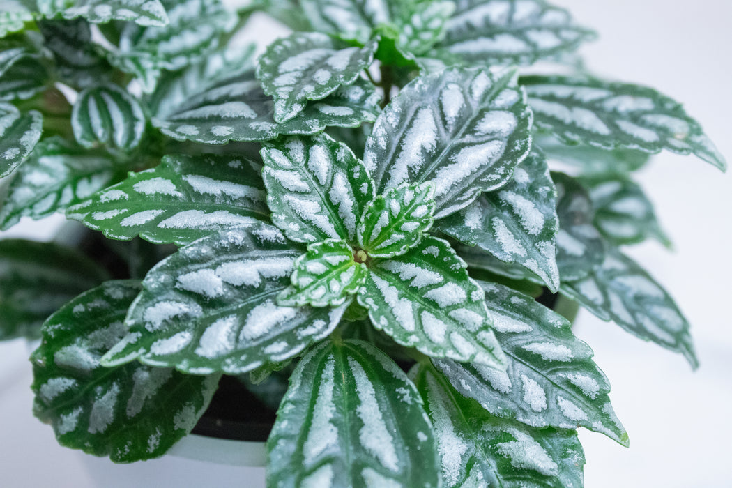 Pilea Cadierei Aluminium, 4" Plant