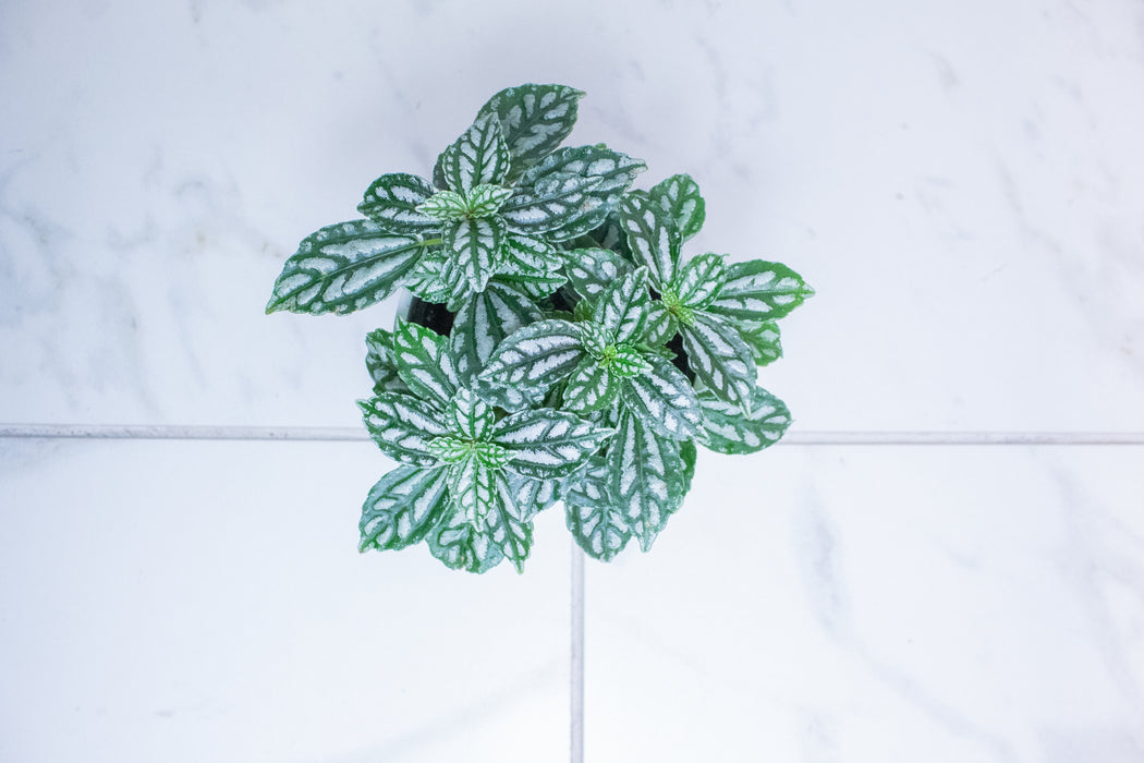 Pilea Cadierei Aluminium, 4" Plant