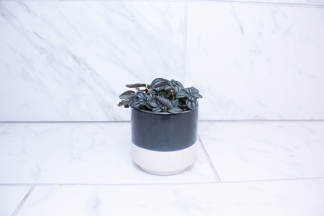 Pilea Norfolk, 4" Plant