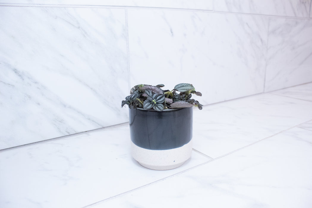 Pilea Norfolk, 4" Plant
