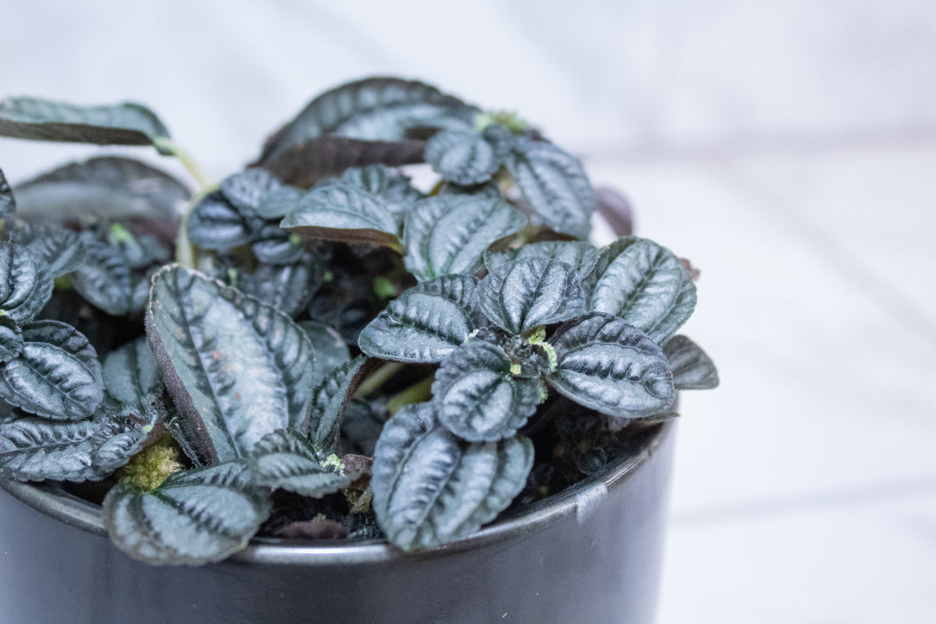 Pilea Norfolk, 4" Plant