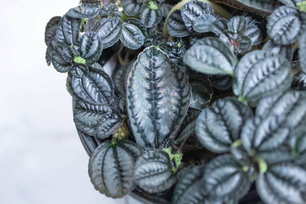 Pilea Norfolk, 4" Plant