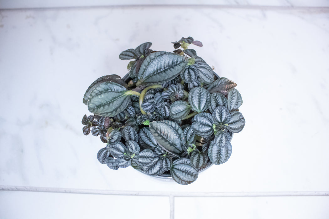 Pilea Norfolk, 4" Plant