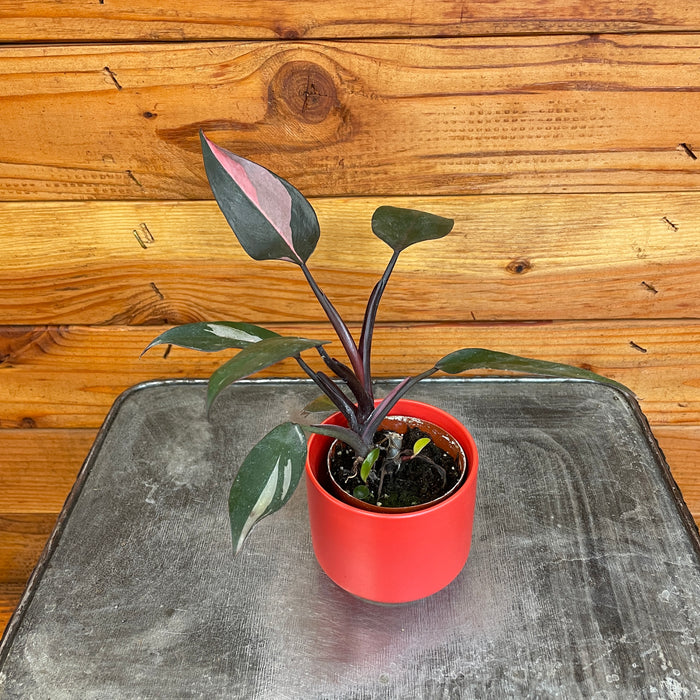 Philodendron Pink Princess, 2" Plant