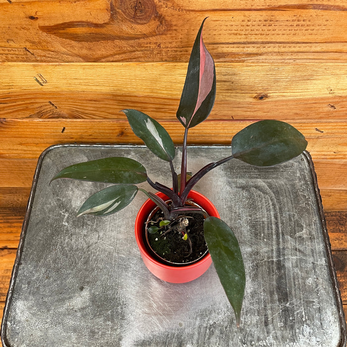 Philodendron Pink Princess, 2" Plant