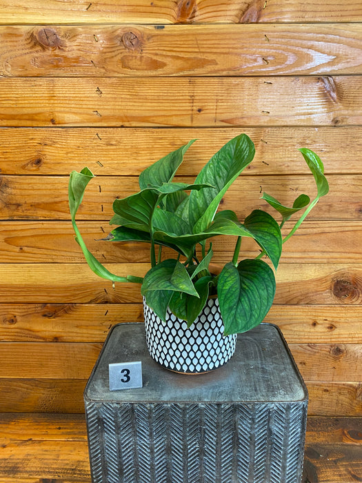 Monstera Pinnatipartita - Pick Your Plant, 6" Plant