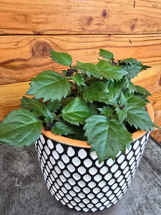 Plectranthus Mona Lavender Pink, 6" Plant