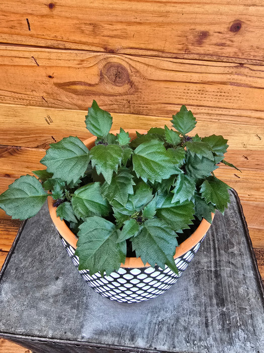 Plectranthus Mona Lavender Pink, 6" Plant