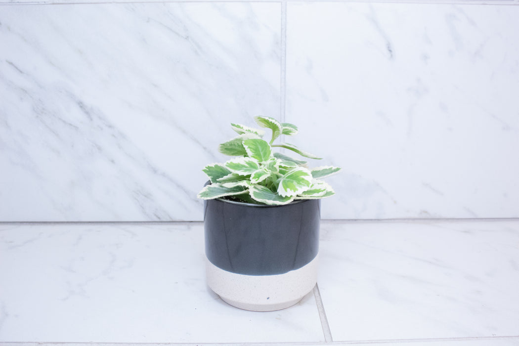 Plectranthus Variegated, 4" Plant