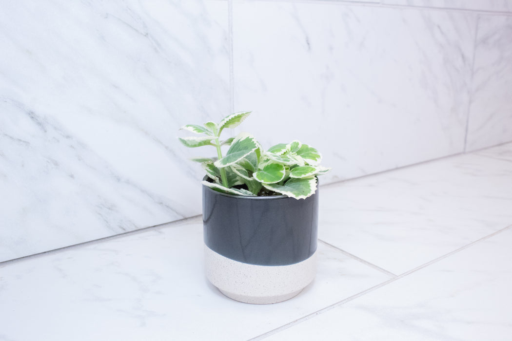 Plectranthus Variegated, 4" Plant