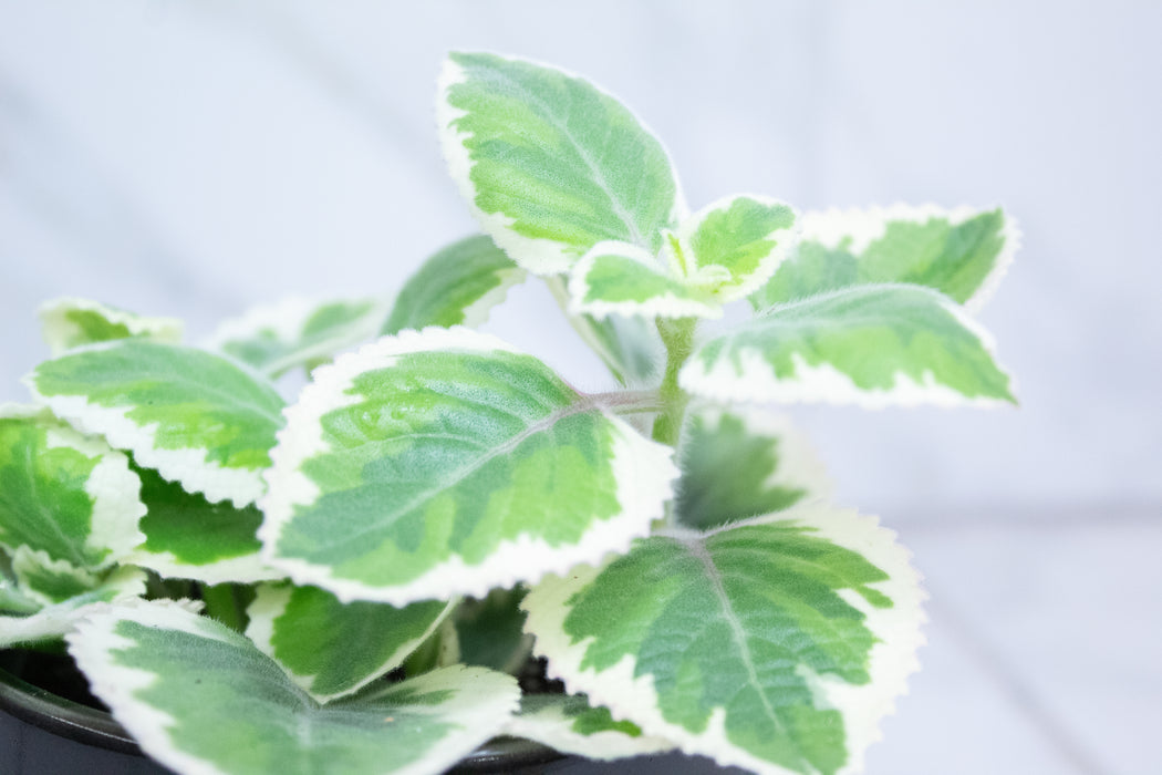 Plectranthus Variegated, 4" Plant