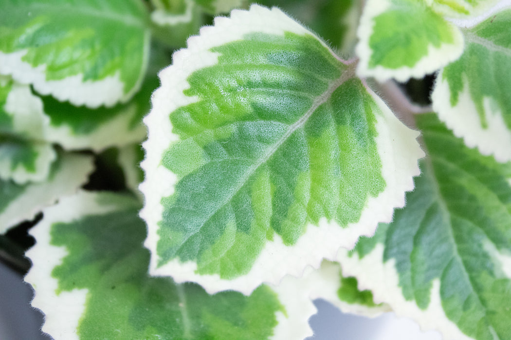 Plectranthus Variegated, 4" Plant