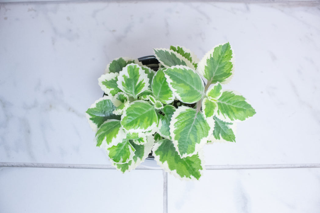 Plectranthus Variegated, 4" Plant