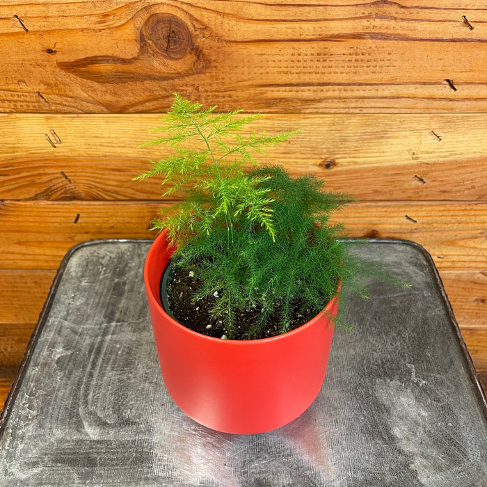 Asparagus Plumosa Fern, 4" Plant