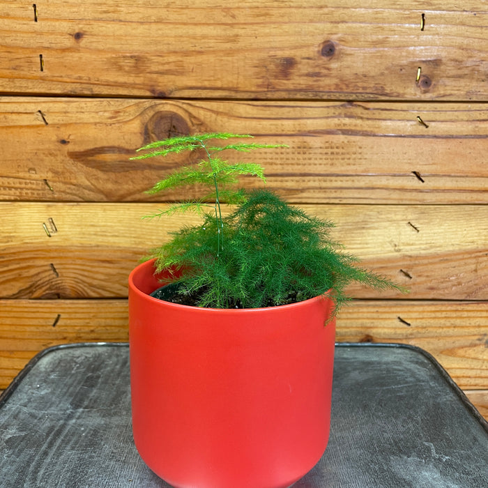 Asparagus Plumosa Fern, 4" Plant