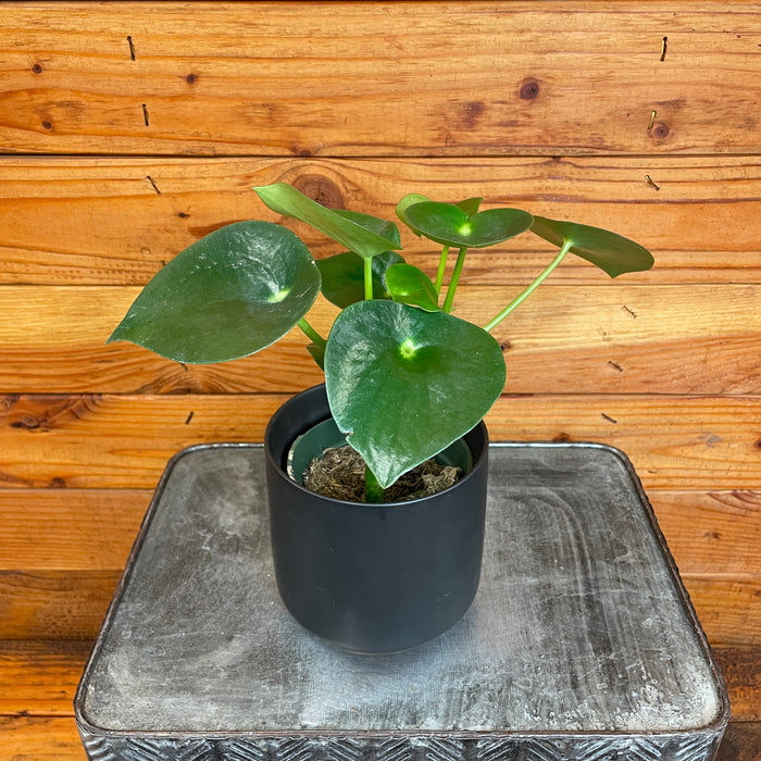 Peperomia Polybotrya Raindrop, 4" Plant