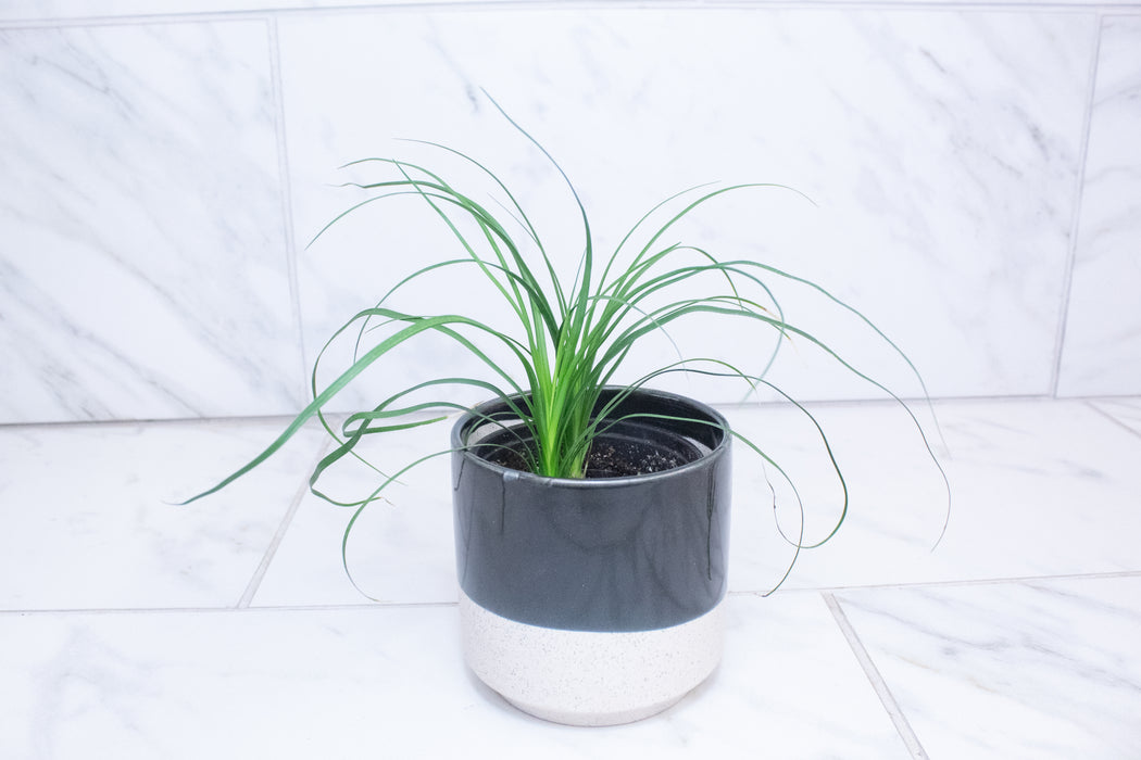 Palm Ponytail, 4" Plant