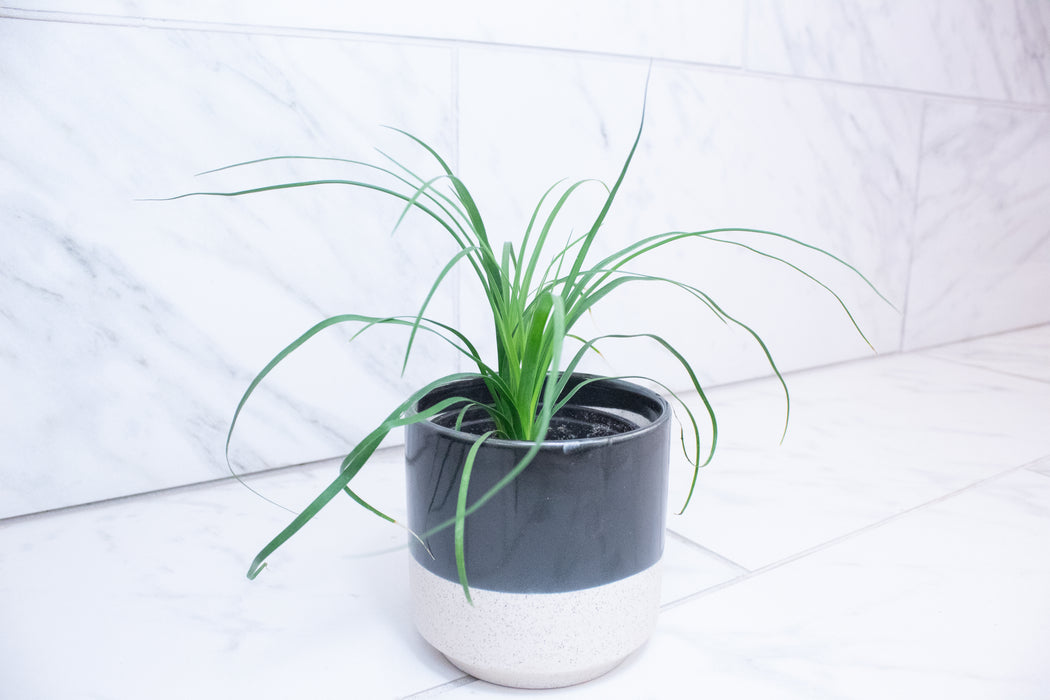 Palm Ponytail, 4" Plant