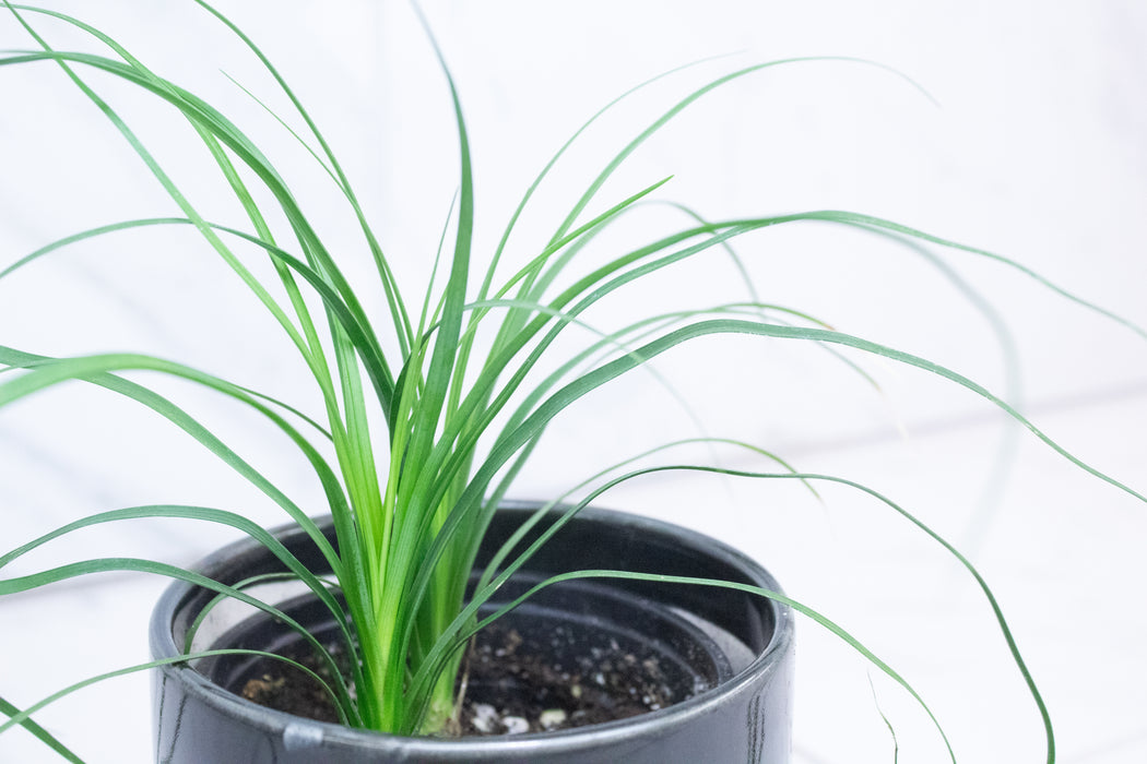Palm Ponytail, 4" Plant