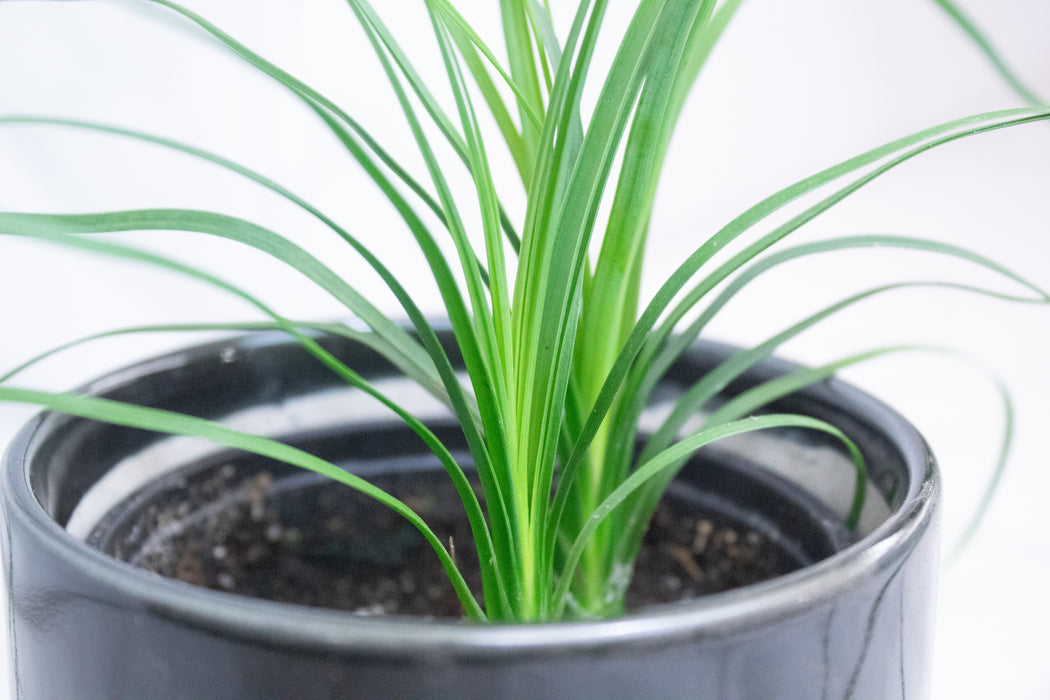 Palm Ponytail, 4" Plant