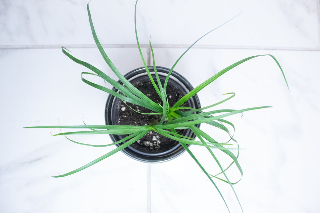Palm Ponytail, 4" Plant