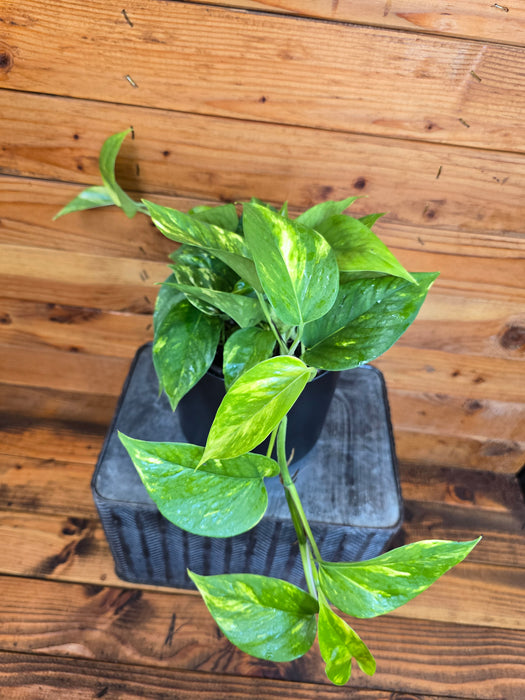 Pothos Hawaiian, 6" Plant