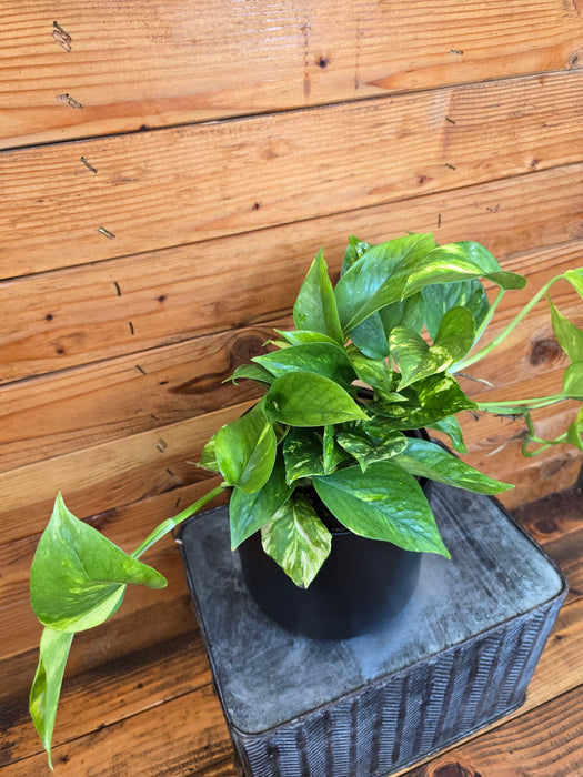 Pothos Hawaiian, 6" Plant